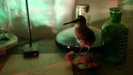 Die Entdeckung [The Discovery]