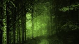 Deadly Pines Trail