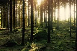 The Forbidden Campsite