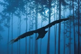 What Happened In Raven Woods?