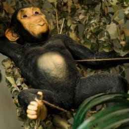 Rozbitkowie W Dżungli [Welcome To The Jungle]