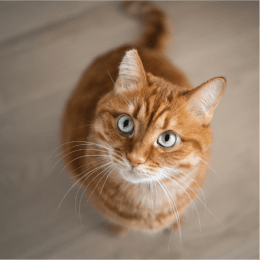 Meow or Never: Cats, Puzzles, and Purrsonal Finance