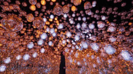 teamLab Borderless [Immersive Art]