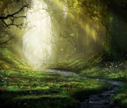 Enchanted Forest