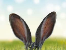 Mystery Of The Horned Rabbit