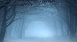 La Forêt [The Forest]
