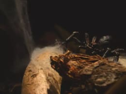 Kuss des Todes [Kiss of Death]