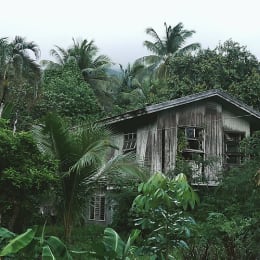 Jungle Escape