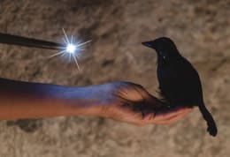 Die Zauberprüfung [The Magic Trial]