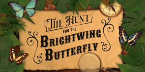 The Hunt for the Brightwing Butterfly [Outdoor]