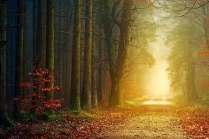 store/s/7b077d3c-aa53-4700-b2c6-d457b013aeef.webp