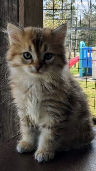 @e4c8f25229734b5ea9cb7f659c6e8f