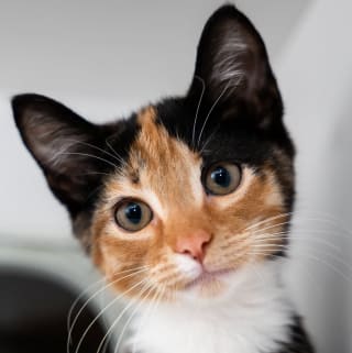 @ConsultingDetective