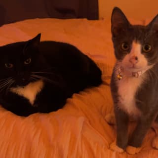 @blackandgreytuxedocat14