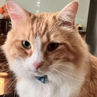 @MrFingersTheCat