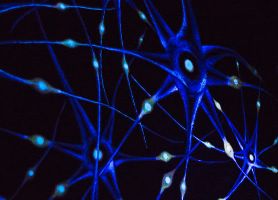 Illusional Mind - Reise in den Wahnsinn