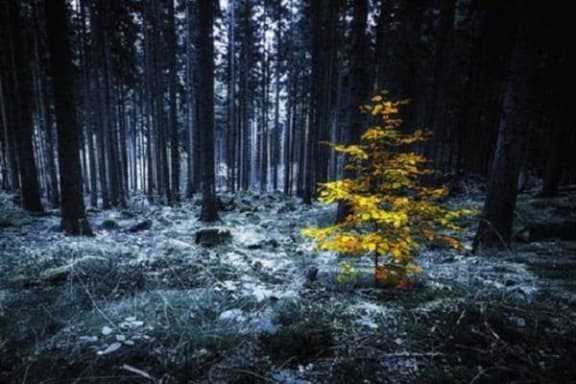 Mystical Forest