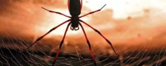 Лігво Павука [Spider`s Lair]