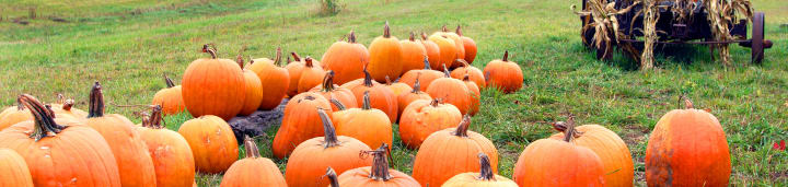 Main image for Haunted and Enchanted Trails