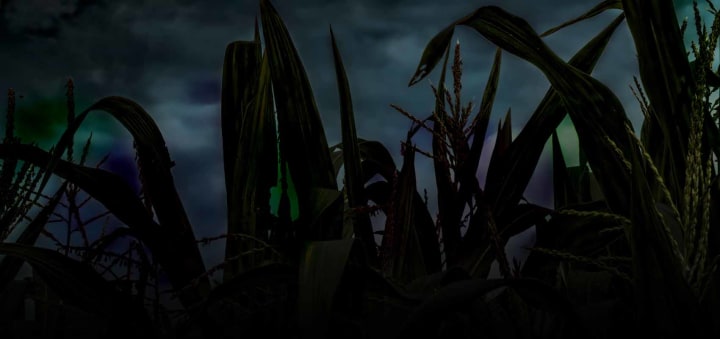 Main image for Shelby Corn Maze