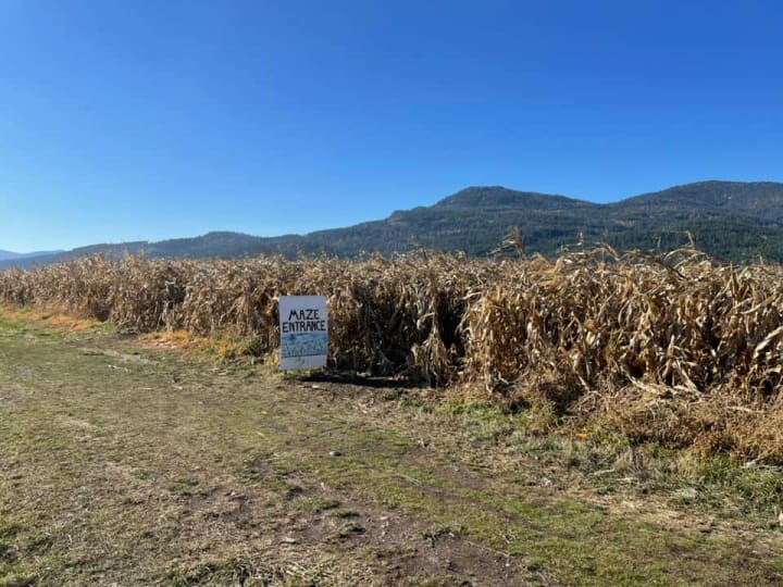 Main image for Colville Corn Maze