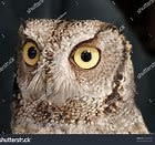 Main image for Escape Rooms Jamestown -  Audubon Nature Center