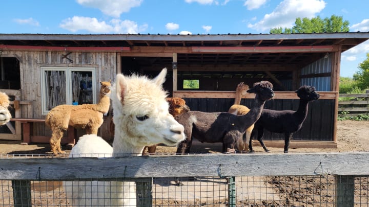 Main image for La Casa d'alpagas