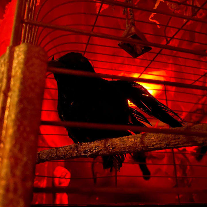 Main image for Haunted Oaks