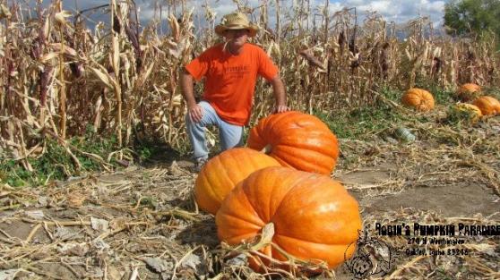 Main image for Robin's Pumpkin Paradise