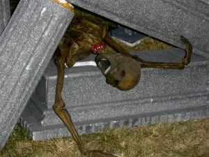 Main image for Whitecliff Haunt