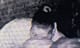 @amontive