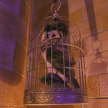 A Profecia do Orbe Mágico