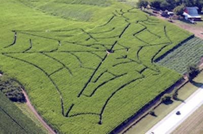 Haunted Corn Maze