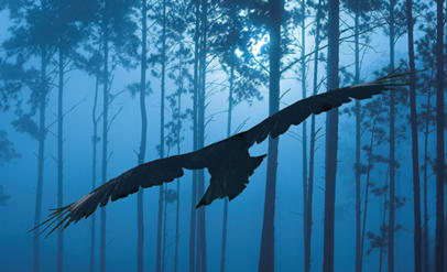 What Happened In Raven Woods?