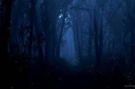 The Wisp In The Wild Wood