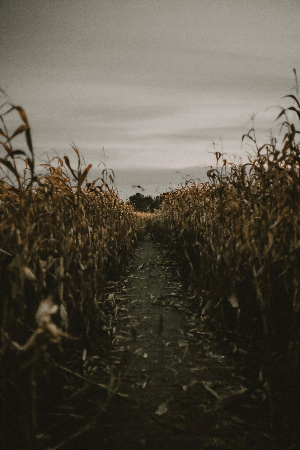 Haunted Corn Maze