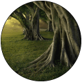The Faery's Hemlock