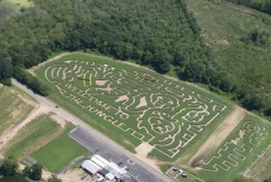 Welcome To The Jungle