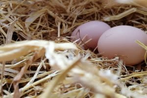 Das Delikt [The Office]