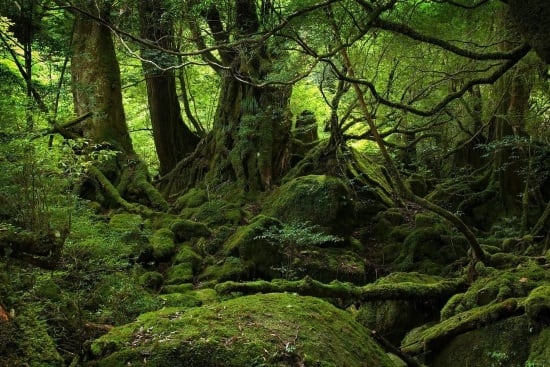 Sherwood