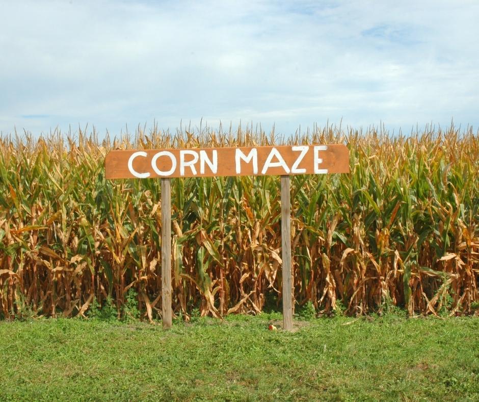 Haunted Corn Maze
