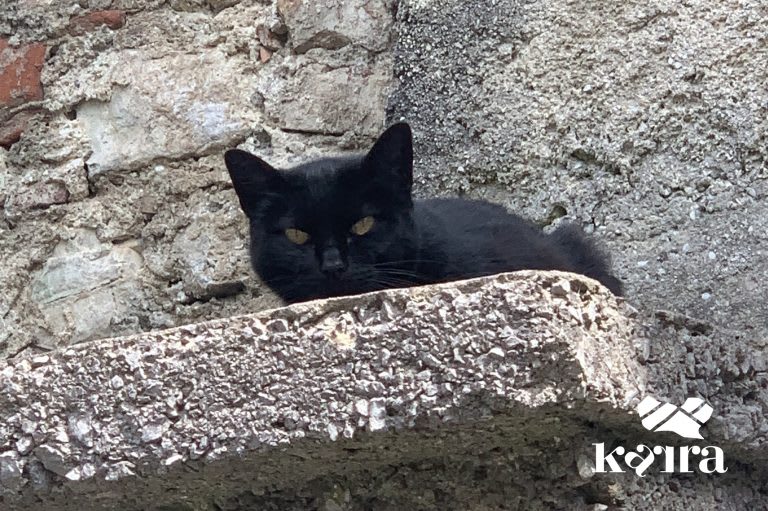 Lov Za Zakladom ‘črna Mačka V Štanjelu’ [Hunt For The Treasure 'The Black Cat In Štanjelo'] [Outdoor]