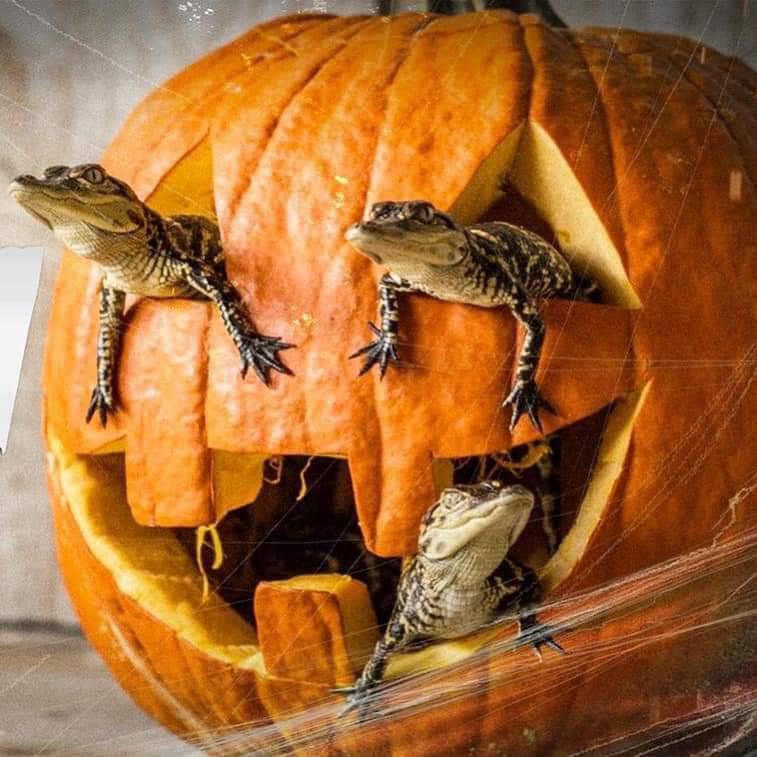 Haunted Airboat Rides