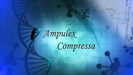 Ampulex Compressa [Ampulex Tablet]