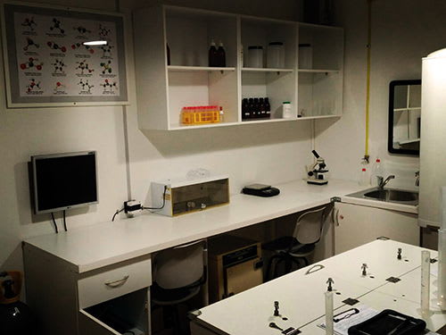 El Caso W.E.N [The W.E.N. Case]