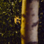 Freyas Verwunschener Wald