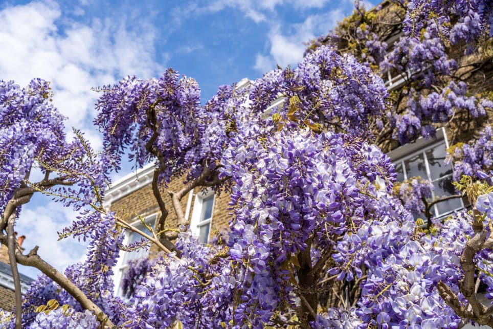 Mysterious Mews [Outdoor]