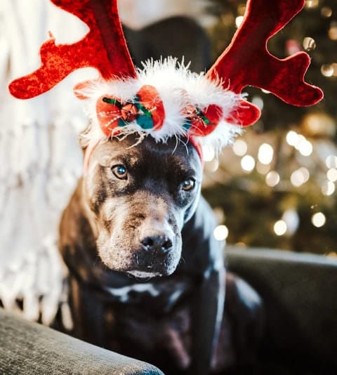 The Kringle Conundrum