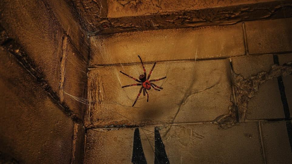 The Tomb Of Amenhotep