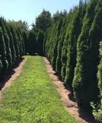 Haunted Evergreen Maze